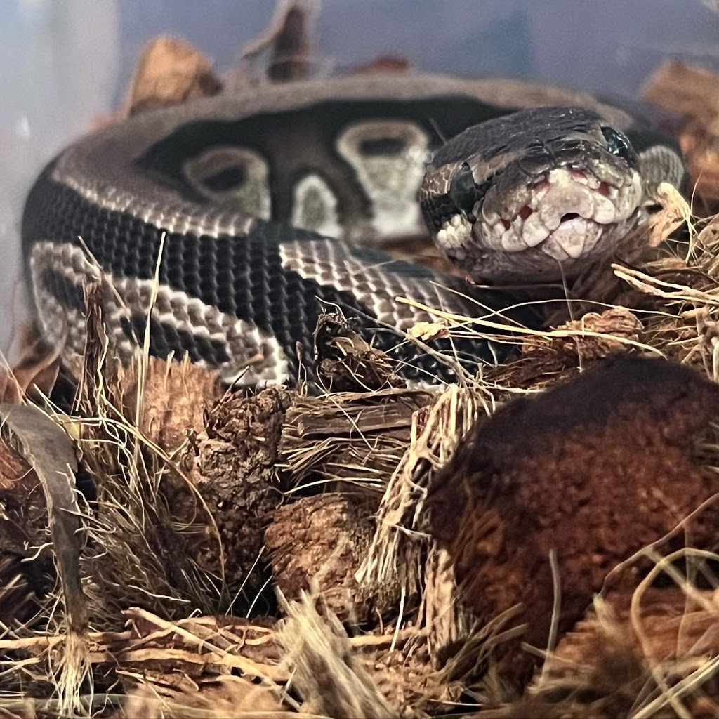 Lady Balls Rescue (Ball Python Rescue & Rehabilitation) | 4 Bridgewater Ct, Hamilton, ON L8J 0B8, Canada | Phone: (905) 870-2844