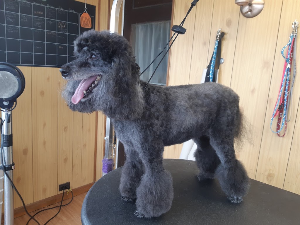 JP Grooming | 11 Shannon Rd, Bloomfield, ON K0K 1G0, Canada | Phone: (613) 848-5882