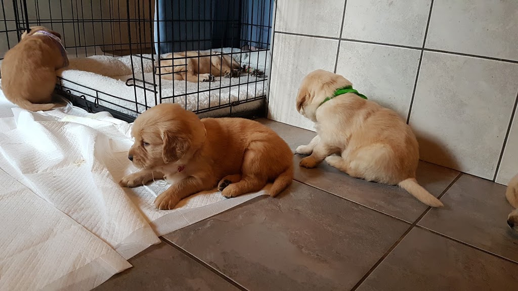 Golden Acres Dog Resort | 6073 5th Line, Rockwood, ON N0B 2K0, Canada | Phone: (416) 500-8332
