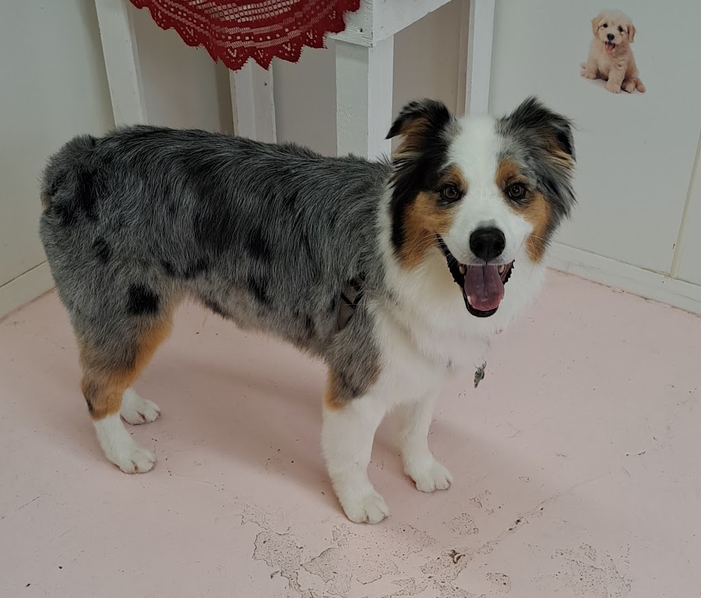 Annies Awesome Animals | 136 15 St, Fernie, BC V0B 1M0, Canada | Phone: (250) 423-4087