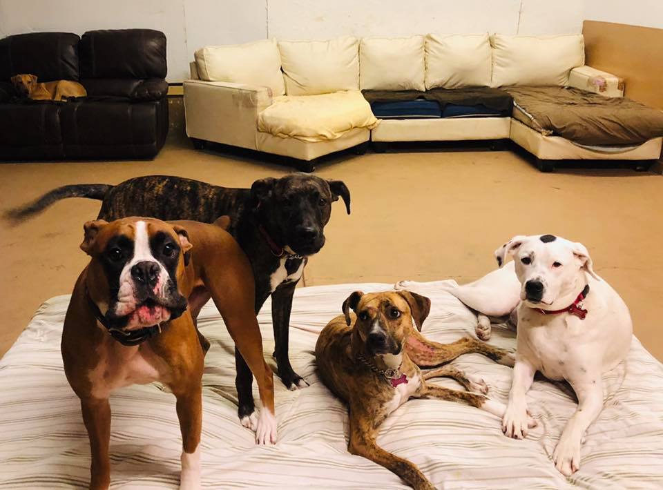 Sticks n Bones Dog Daycare, Boarding and Training | 2543 Innisfil Beach Rd, Innisfil, ON L9S 4C1, Canada | Phone: (705) 436-4545