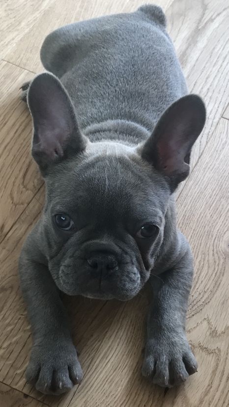 Spoiled Pups Bakehouse&Boarding | 732 5th Ave unit 309, New Westminster, BC V3M 1X7, Canada | Phone: (778) 888-5398