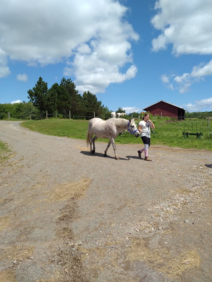Creekside Equestrian Centre | 2370 Ohio East Rd, Antigonish, NS B2G 2K8, Canada | Phone: (902) 870-6456