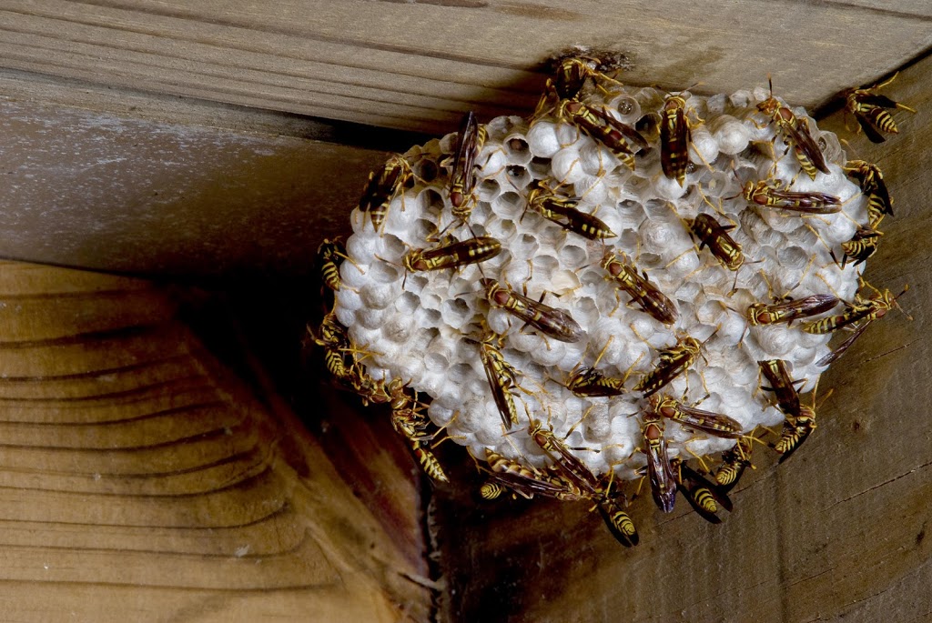 Amherst Exterminators | 85 Wrexham Ct N, Tonawanda, NY 14150, USA | Phone: (716) 898-2021