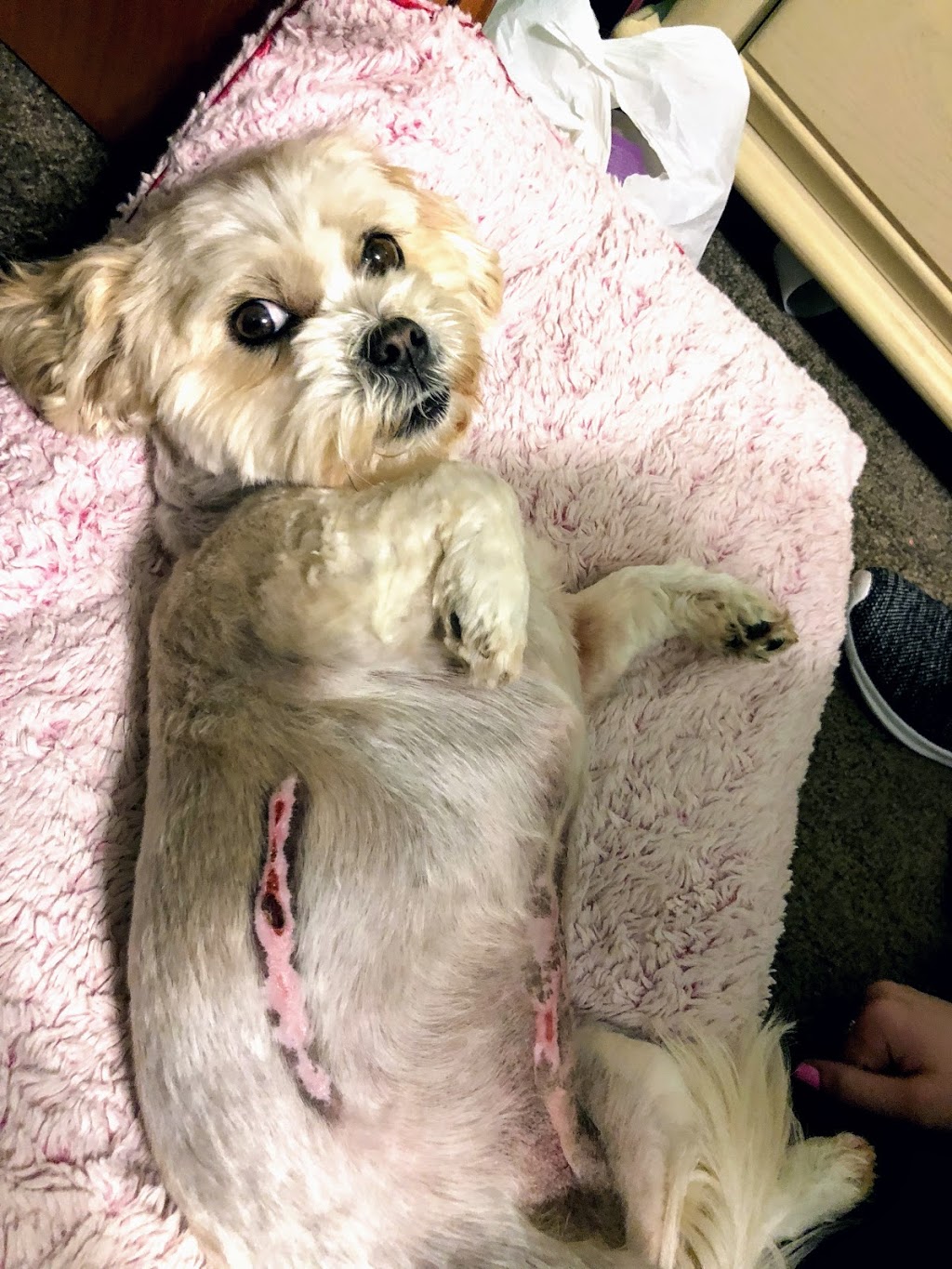 Richmond Veterinary Hospital | 10335 Gratiot Ave, Columbus, MI 48063, USA | Phone: (586) 727-9018