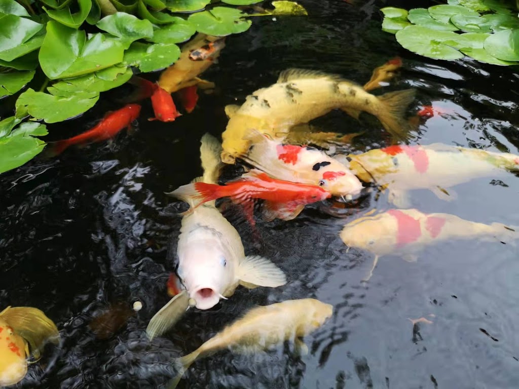 Pondcare.ca | 15447 80A Ave, Surrey, BC V3S 7X7, Canada | Phone: (604) 808-3908