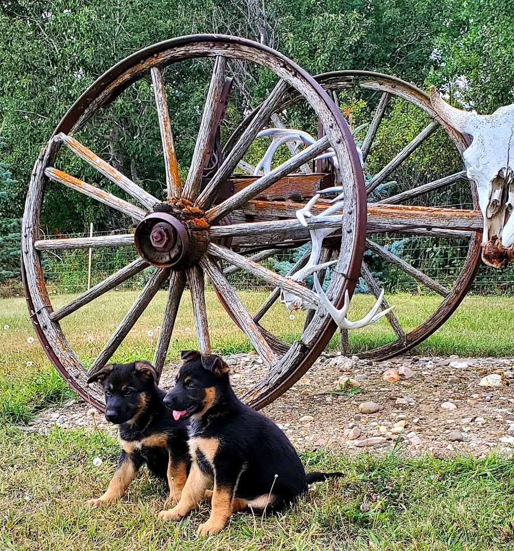 Narrow Lakes German Shepherds | R.R.#1, Richard, SK S0M 2P0, Canada | Phone: (306) 480-8017