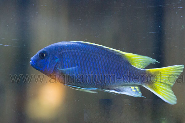 Aquarium Direct | 111 Rue Riendeau, Saint-Charles-Borromée, QC J6E 6M9, Canada | Phone: (450) 365-9436
