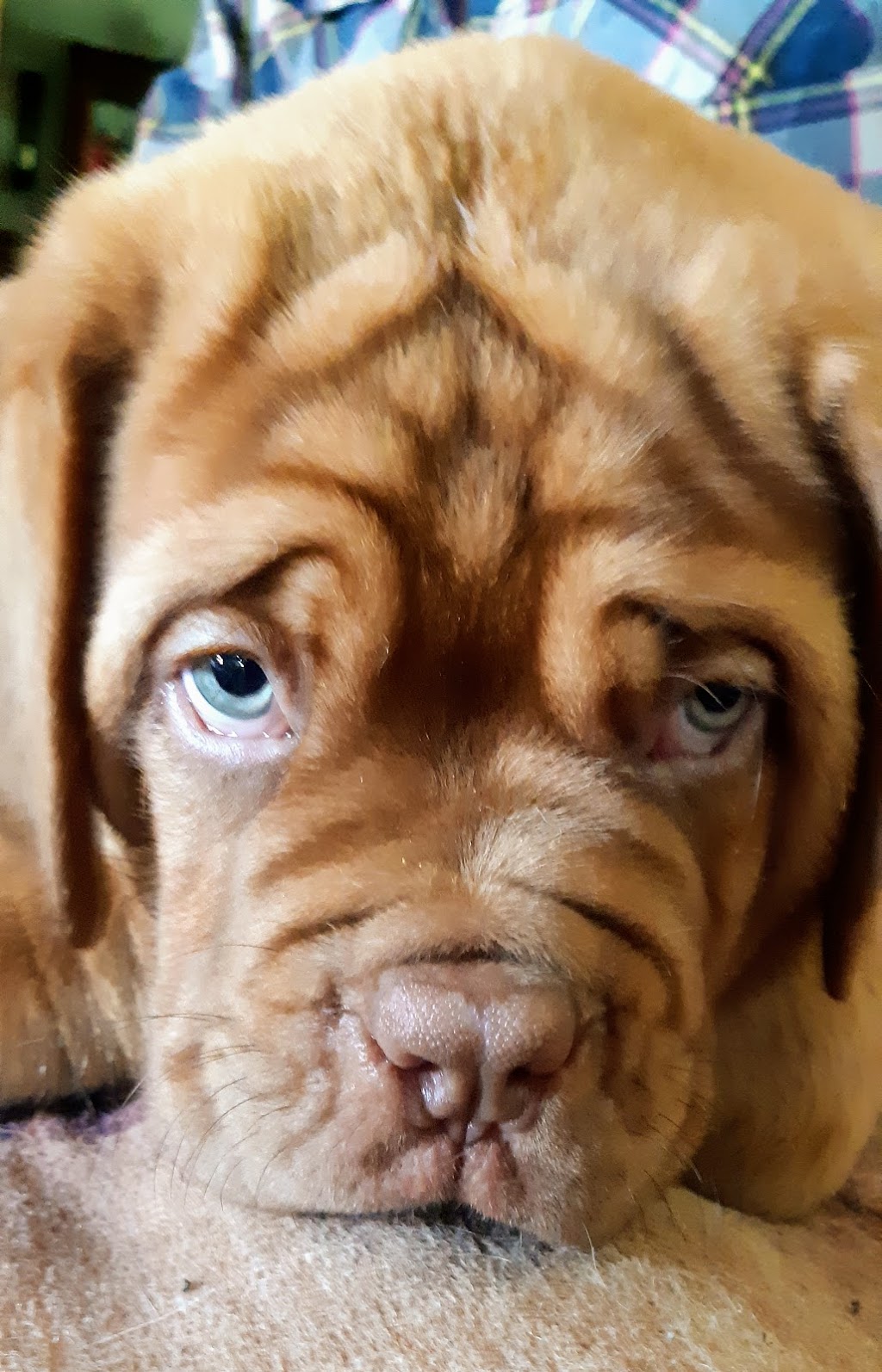 Chateau Rouge Dogue de Bordeaux | 1527 Windham Road 5, Vanessa, ON N0E 1V0, Canada | Phone: (519) 443-0363