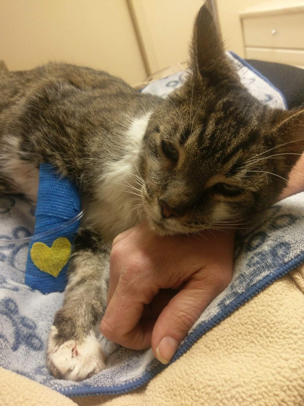 Cheltenham Veterinary Centre | 13909 Hurontario St, Inglewood, ON L7C 2C9, Canada | Phone: (905) 838-3451