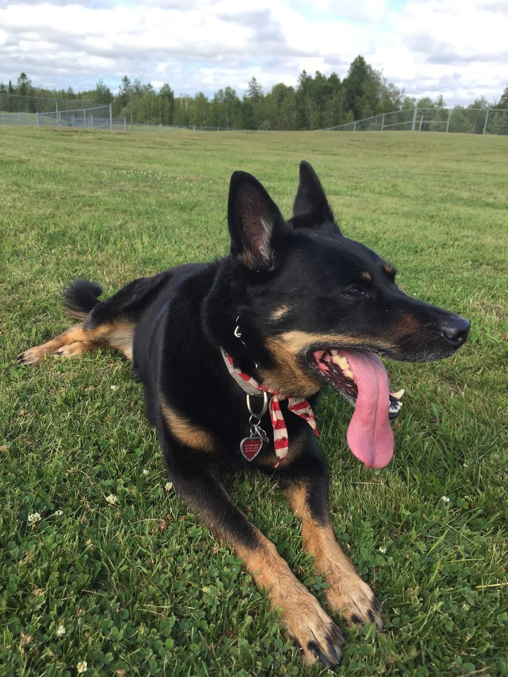 Sussex Bark Park | McLeod Dr, Sussex, NB E4E 2P5, Canada | Phone: (506) 432-4573