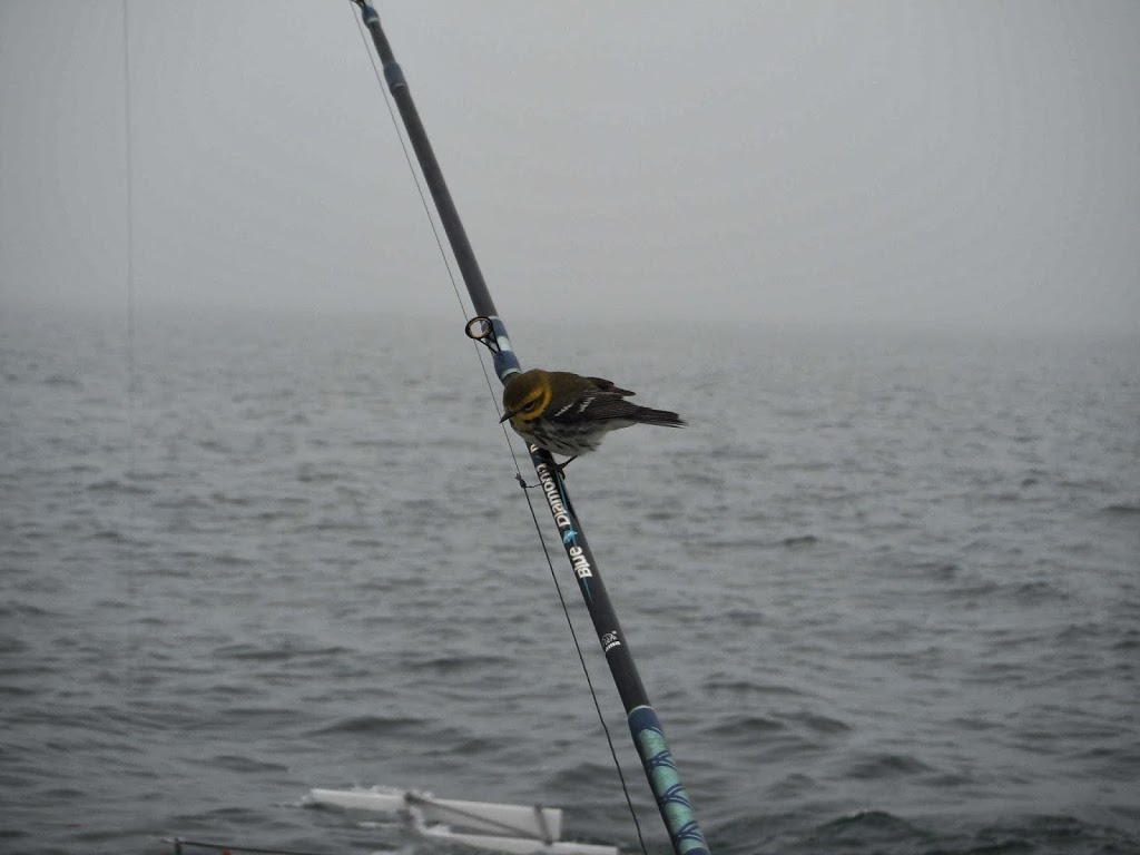 South Coast Fishing Charters | 1 Howard St, Port Burwell, ON N0J 1T0, Canada | Phone: (519) 754-7593