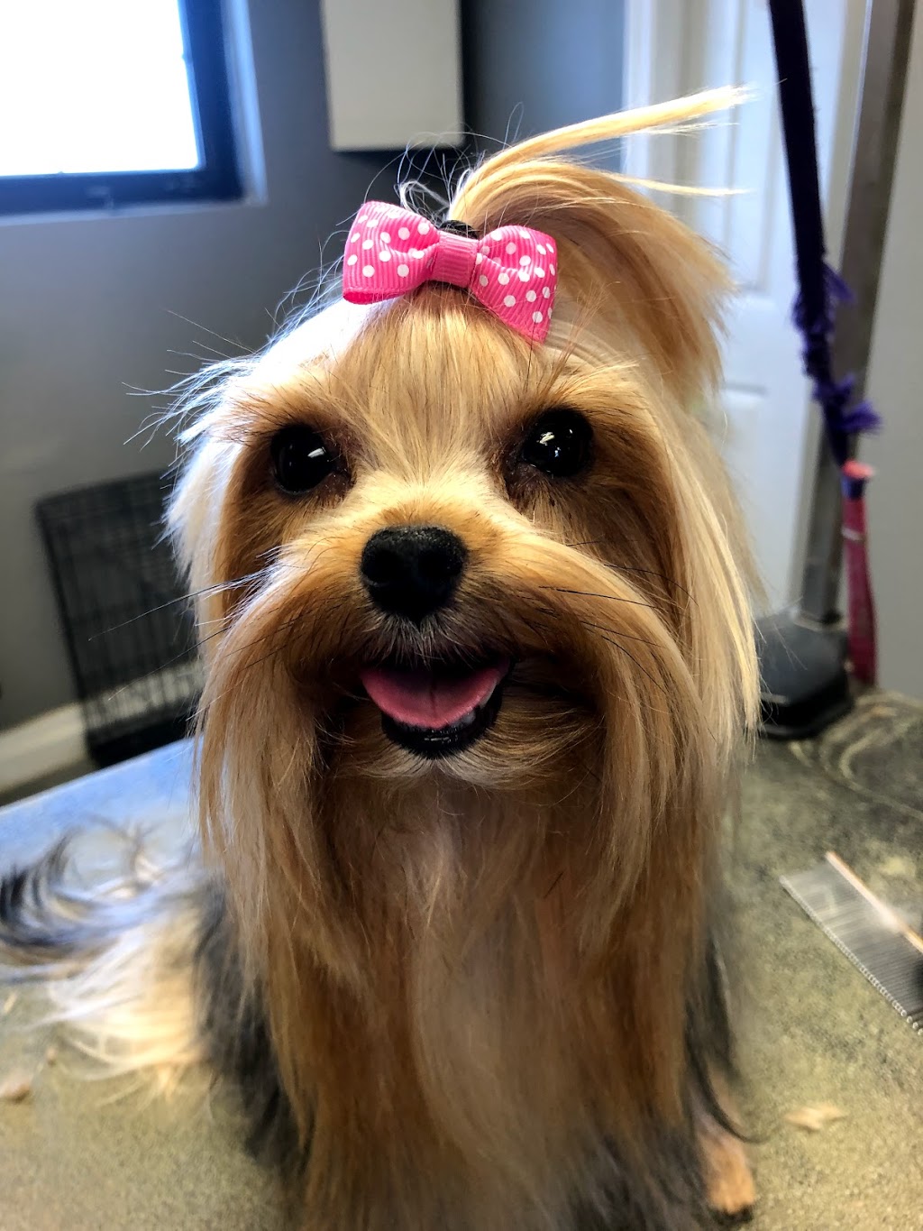 Poochie Girl Dog Grooming | 6 Mill St, Almonte, ON K0A 1A0, Canada | Phone: (613) 256-6624