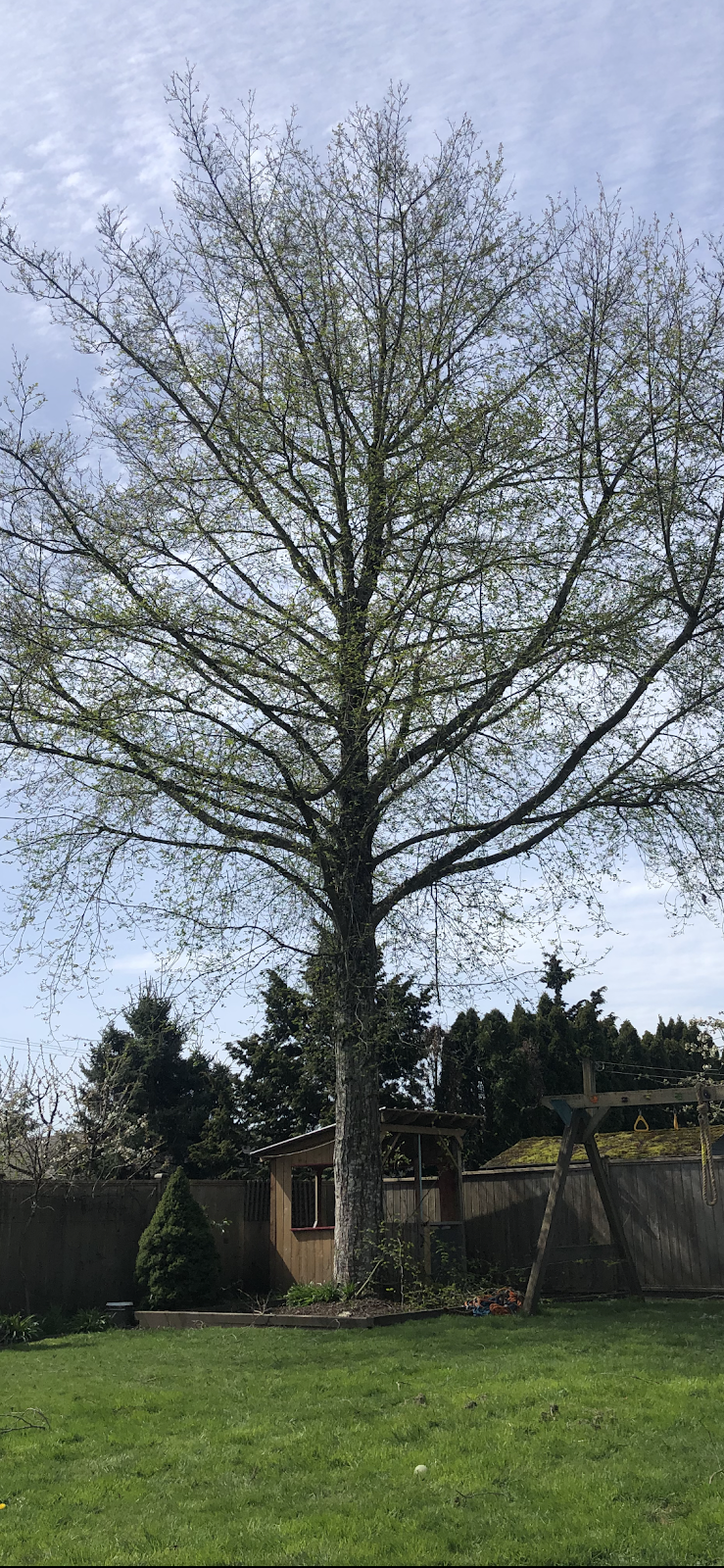 Great West Tree Service Trimming, Removals | 5859 168 St, Surrey, BC V3X 3X5, Canada | Phone: (604) 644-1510