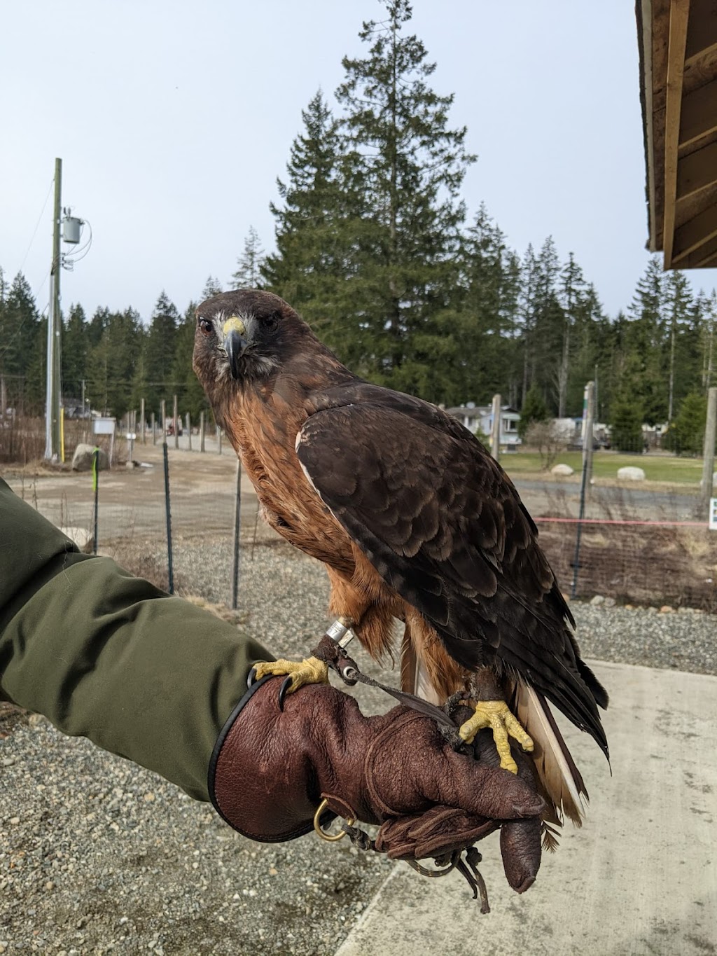 MARS Wildlife Rescue Hospital | 1331 Williams Beach Rd, Merville, BC V0R 2M0, Canada | Phone: (250) 337-2021