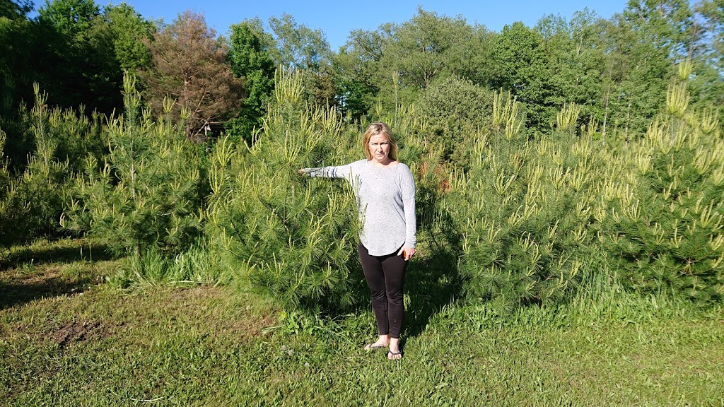 Green Acres Tree and Solar Farm | 1651 4 Line N, Shanty Bay, ON L0L 2L0, Canada | Phone: (705) 812-0741