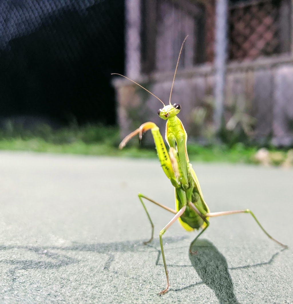 Chatham Tennis Club | 287 McNaughton Ave W, Chatham, ON N7L 1R8, Canada | Phone: (519) 436-0557