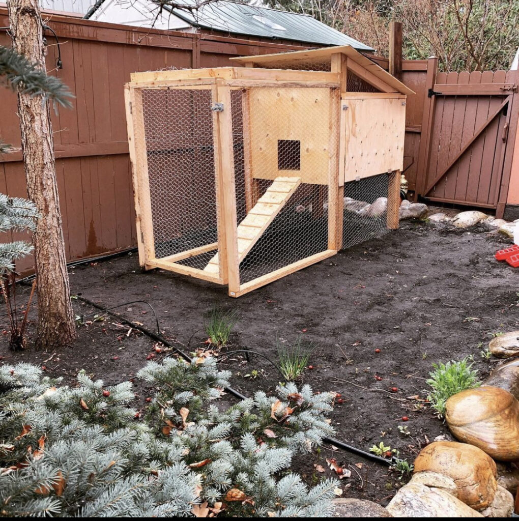 CITY Chickens | 50°4848.0"N, 52 6"W #113°54, Foothills, AB T1S 5A6, Canada | Phone: (403) 667-6735