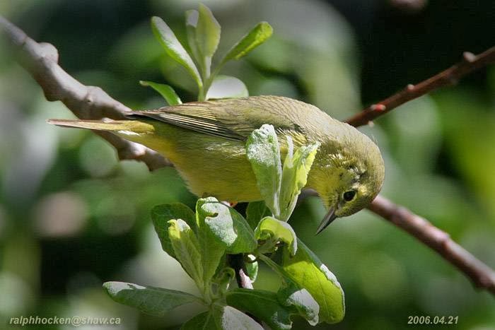 Backyard Wild Bird & Nature Store The | 6314 Metral Dr, Nanaimo, BC V9T 2L8, Canada | Phone: (250) 390-3669