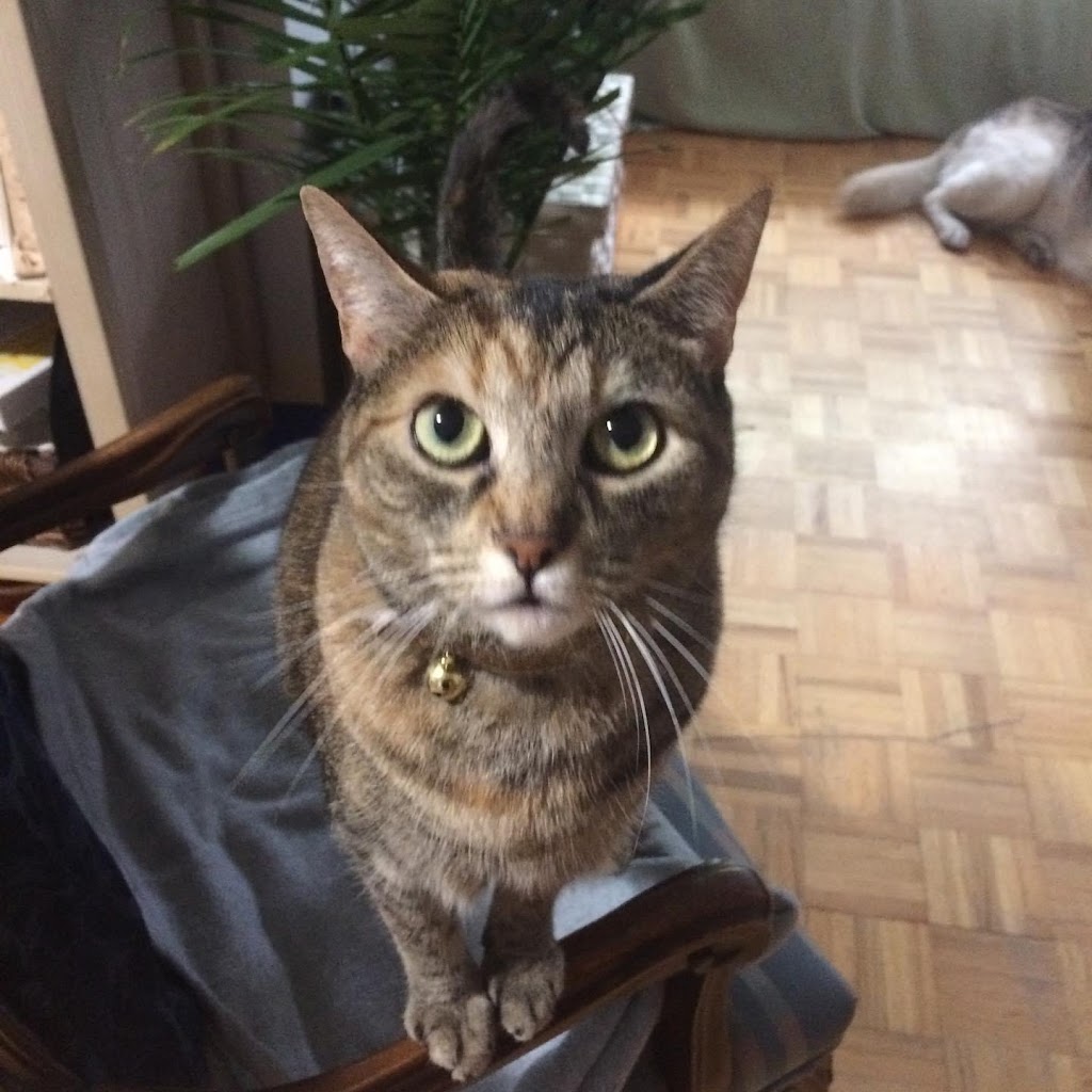 Un"fur"gettable Caretaker | Kingston Rd, Toronto, ON M4L 1T1, Canada | Phone: (647) 668-9761