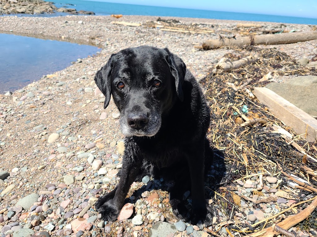 Bridgetown Animal Hospital | 5 Queen St, Bridgetown, NS B0S 1C0, Canada | Phone: (902) 665-4333