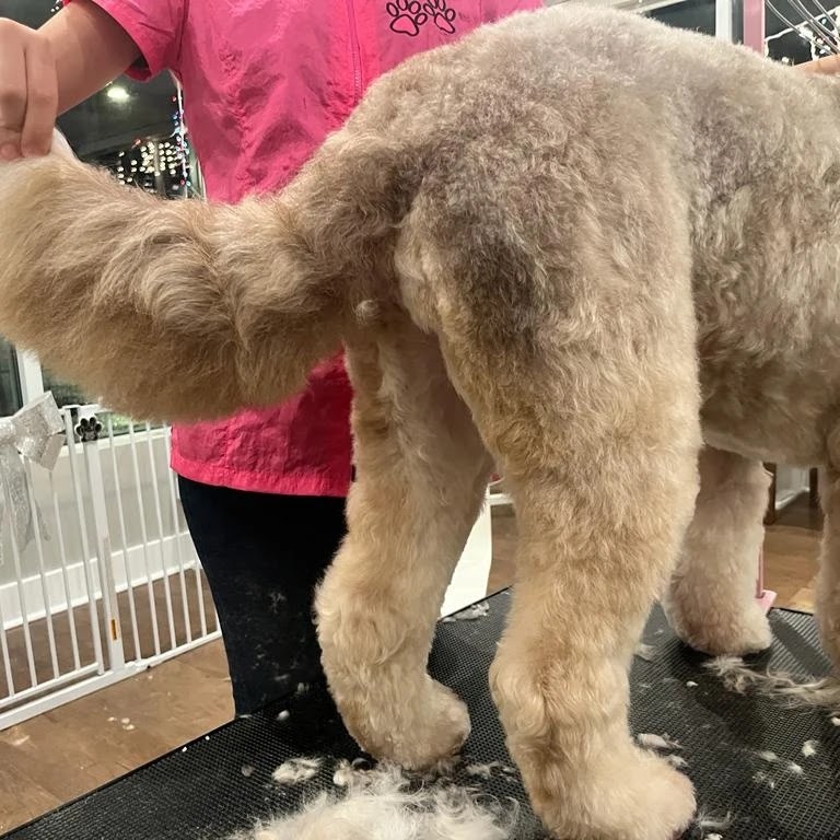 Pets Heaven Grooming | 6650 Royal Ave, West Vancouver, BC V7W 2B8, Canada | Phone: (604) 281-1101