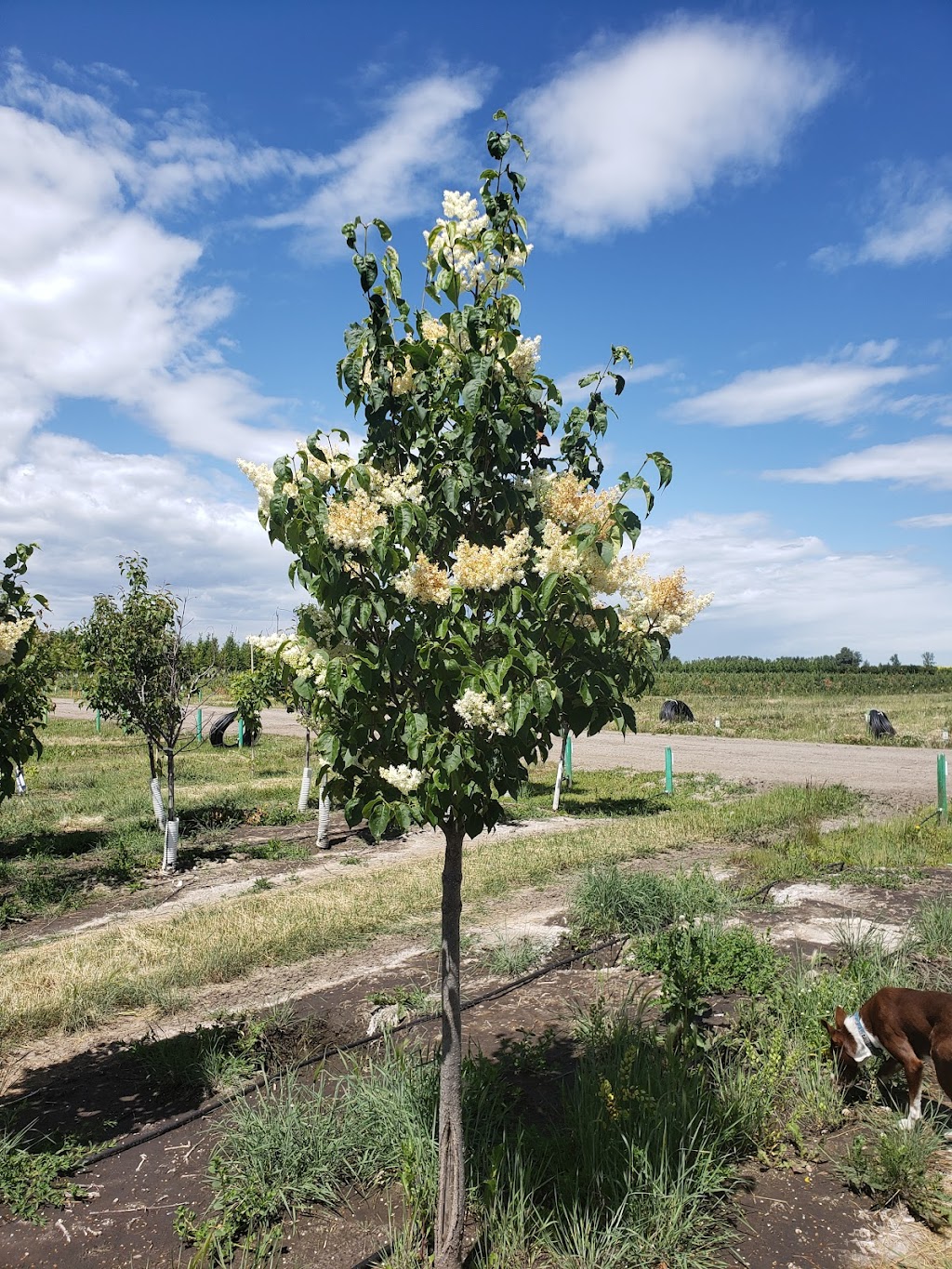 Wheatland Trees Ltd. | 253022, Township Rd 234, AB T0J 1X0, Canada | Phone: (403) 934-2829