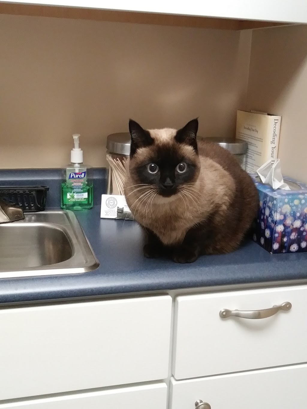 Chester Basin Animal Hospital | 133 NS-12, Chester Basin, NS B0J 1K0, Canada | Phone: (902) 275-3551