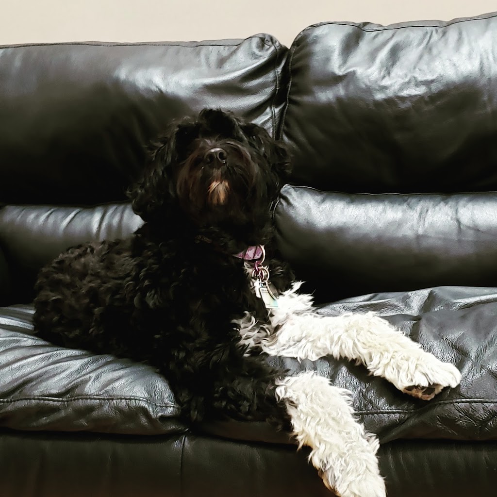 DANJEK KENNEL-Portuguese Water Dog (PWD) | #0000, Saint-Lazare, QC H0H 0H0, Canada | Phone: (514) 588-2051