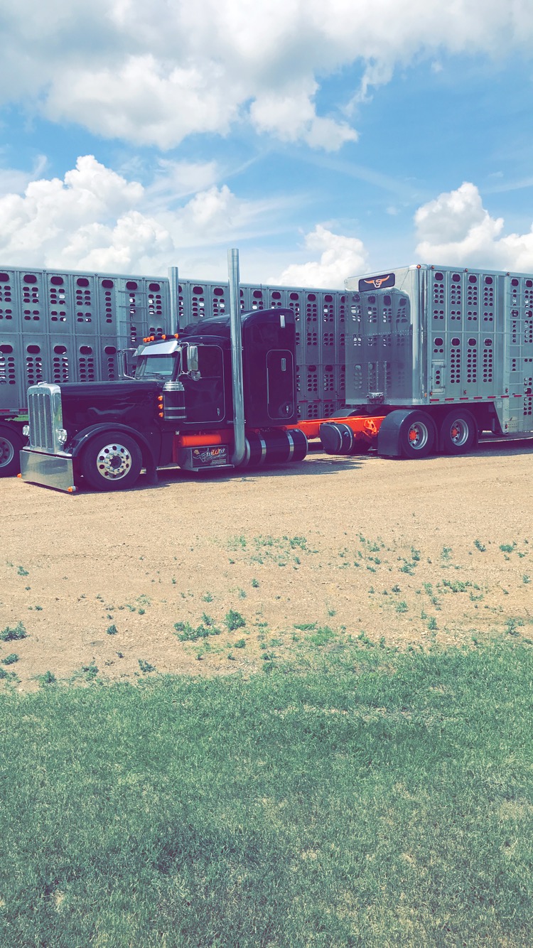 Schaus Land & Cattle Co Limited | 54 Queen St W, Elmwood, ON N0G 1S0, Canada | Phone: (519) 363-3516