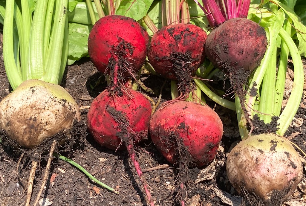 Root Haven Farm | 2814 Prince William St, Jordan Station, ON L0R 1S0, Canada | Phone: (226) 789-0914