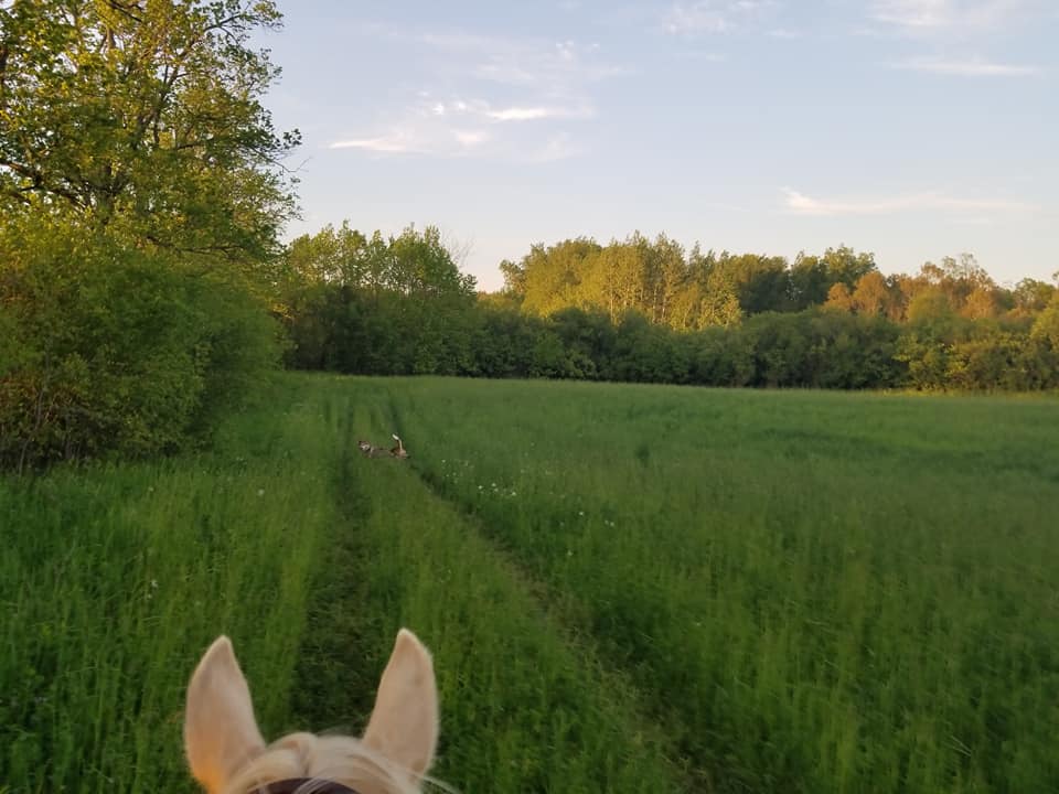 Levanna Lane Stables | 2622 30 Side Rd, Campbellville, ON L0P 1B0, Canada | Phone: (289) 772-7758