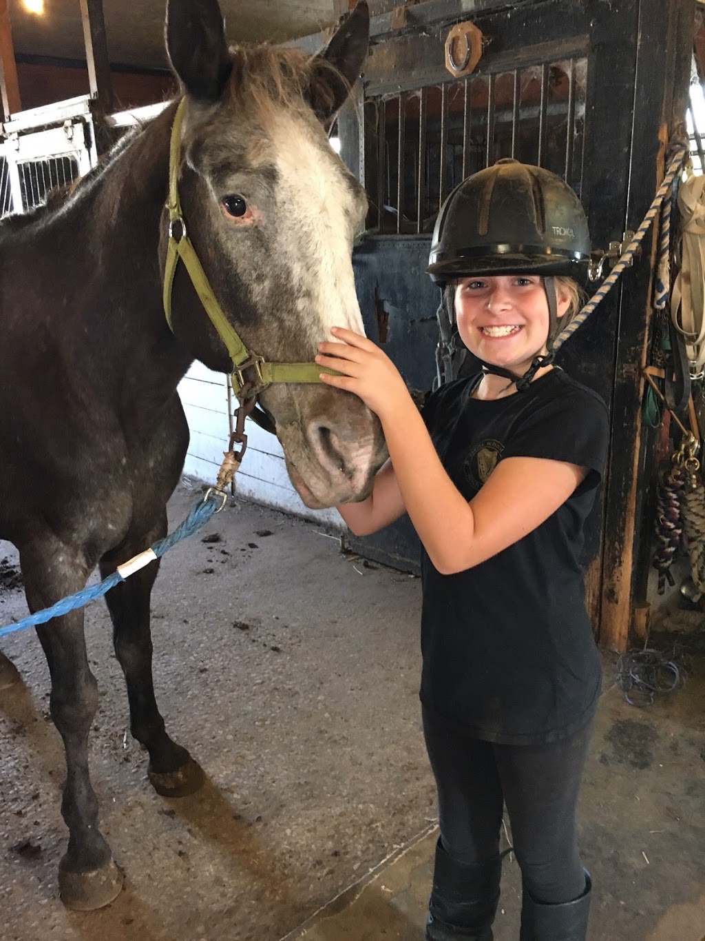 Dukeries Arabian Horse Farm | 3656 London Line, Plympton-Wyoming, ON N0N 1T0, Canada | Phone: (519) 845-3538