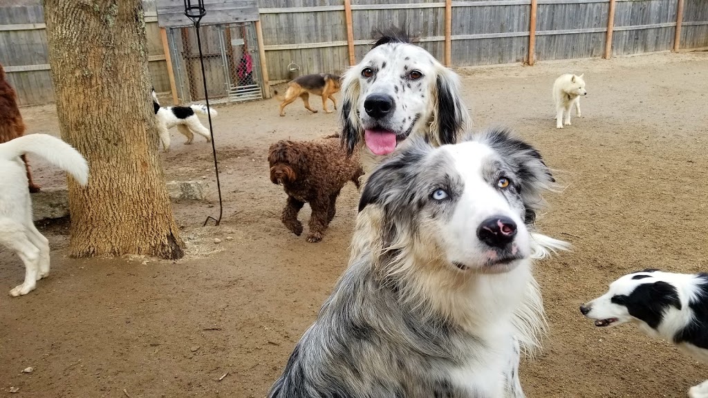 Albon Dog Ranch | 100 Old Northwest Rd, Lunenburg, NS B0J 2C0, Canada | Phone: (902) 640-2499