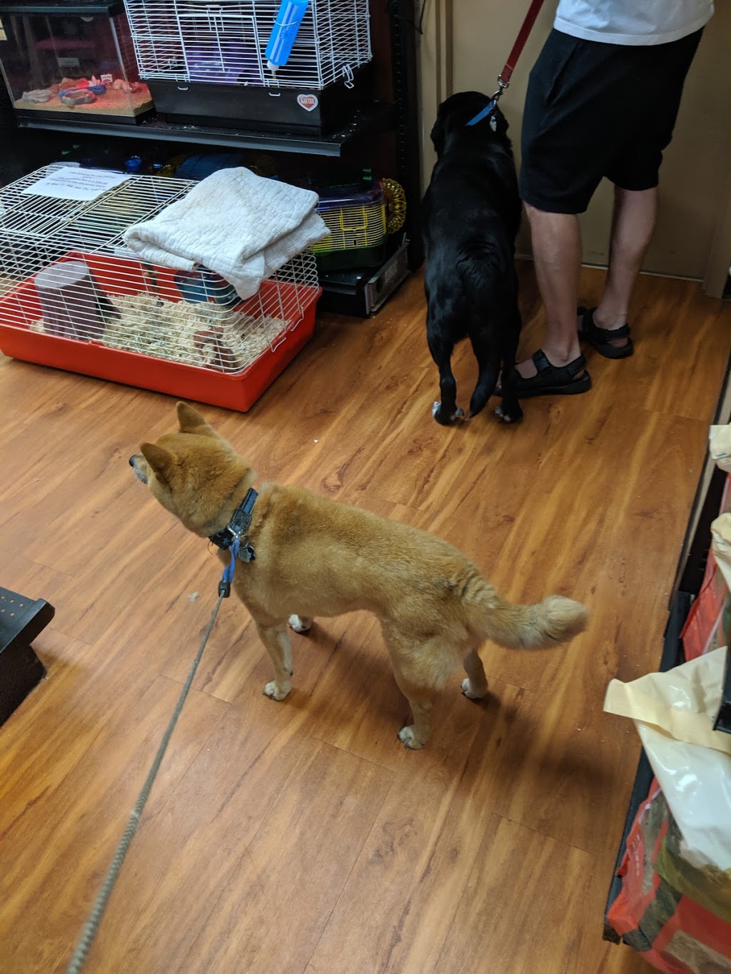 Pet Valu | 1 Pine Dr, Parry Sound, ON P2A 3C3, Canada | Phone: (705) 746-7179