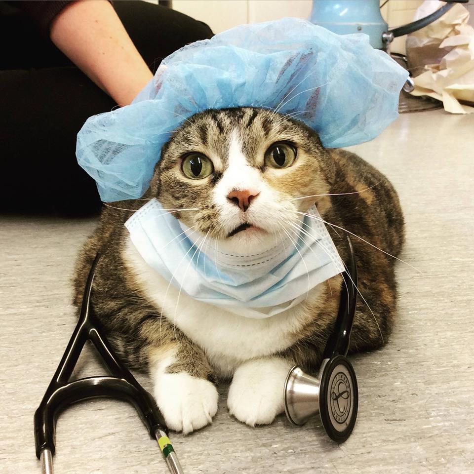 Winnipeg Animal Emergency Hospital | 400 Pembina Hwy, Winnipeg, MB R3L 2E7, Canada | Phone: (204) 452-9427
