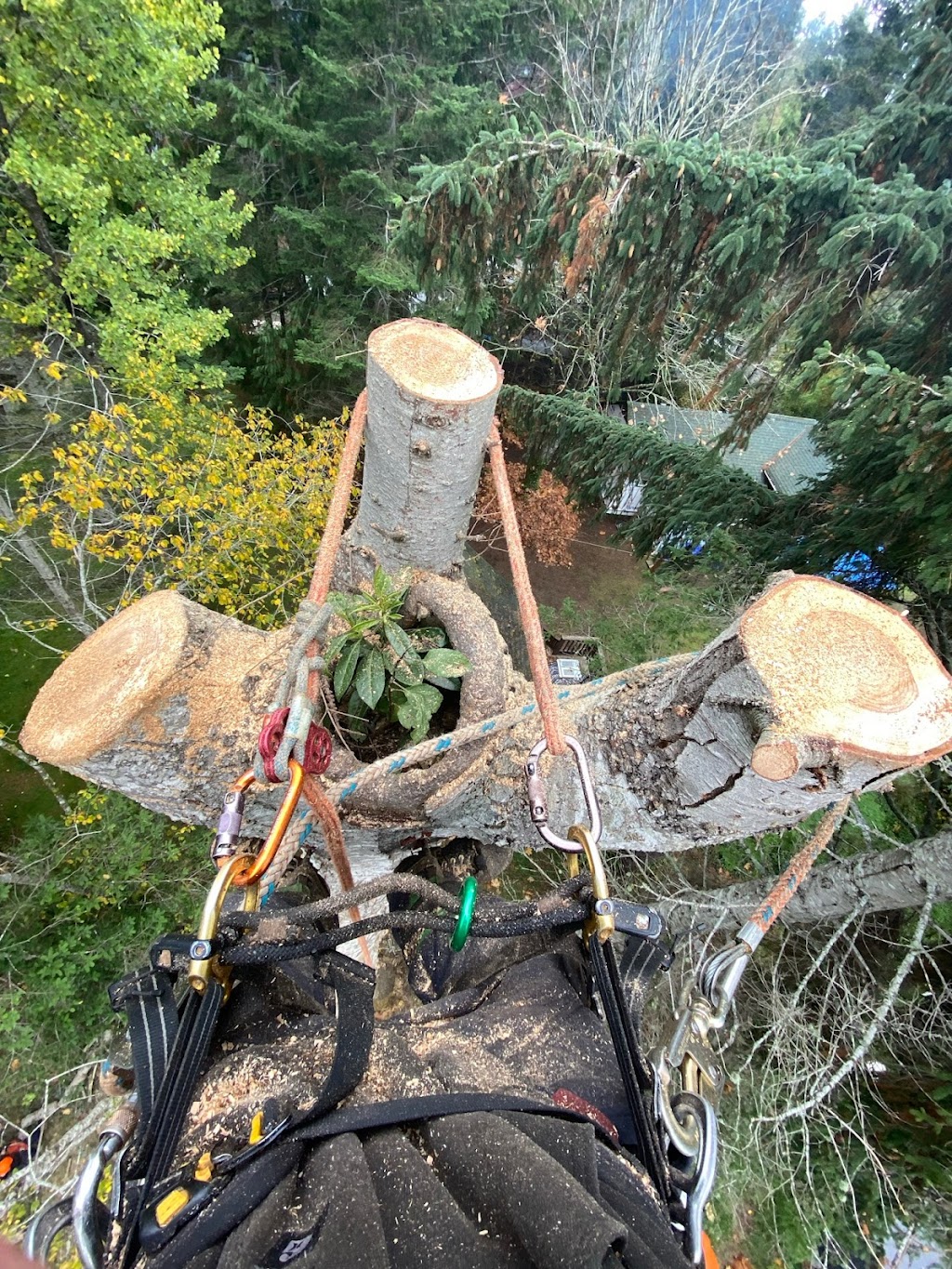 Accure Tree Service | 3484 Osprey Lookout, Nanaimo, BC V9T 4E7, Canada | Phone: (250) 713-9781