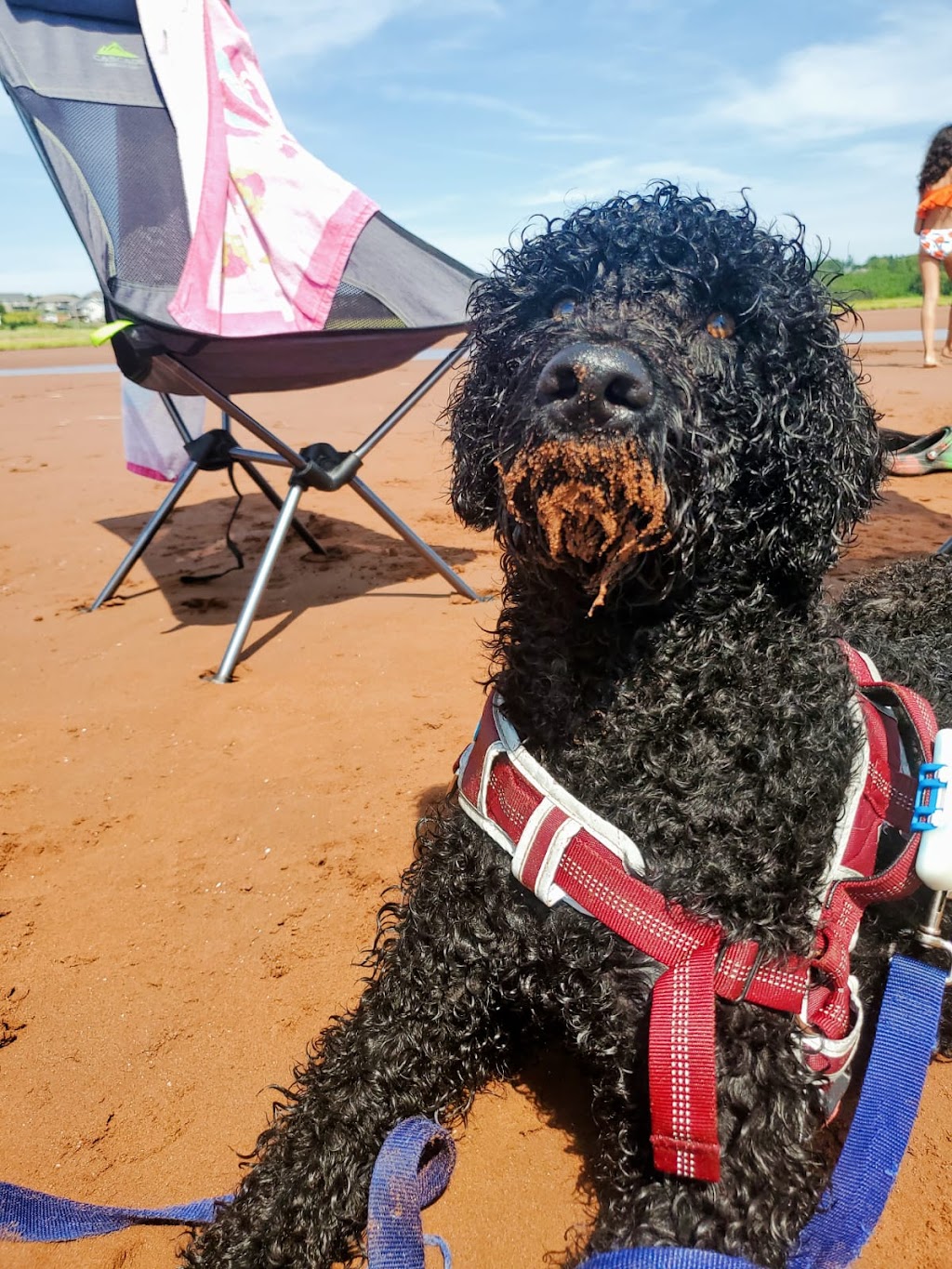 Pura Vida Portuguese Water Dogs | 324 Edgar Bonner Ave, Rockwood, ON N0B 2K0, Canada | Phone: (647) 898-9953