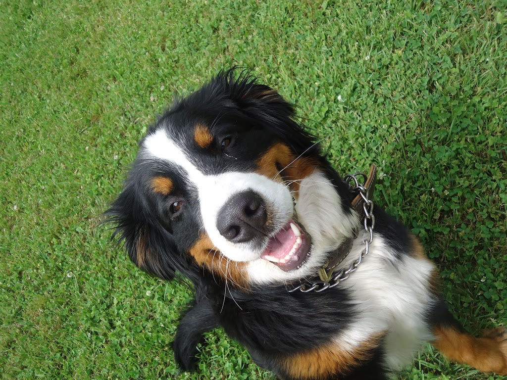 Shuswap Pet Resort | 2170 Cambie Solsqua Rd, Sicamous, BC V0E 2V5, Canada | Phone: (250) 253-3155
