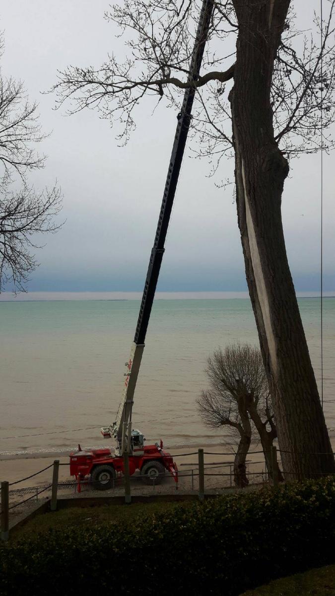 Stys Tree Service | 23 Maple Ave S, Scotland, ON N0E 1R0, Canada | Phone: (519) 861-4444
