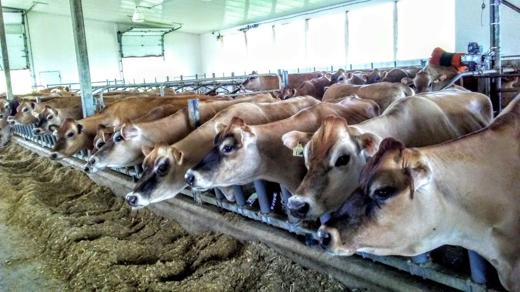 Millers Dairy | 7280 County Rd 9, Creemore, ON L0M 1G0, Canada | Phone: (705) 466-2525