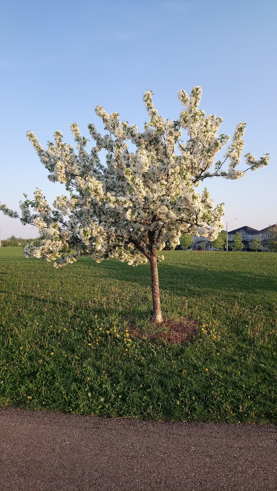 Bristol District Park | 1098 Thompson Rd S, Milton, ON L9T 2X5, Canada | Phone: (519) 878-7252