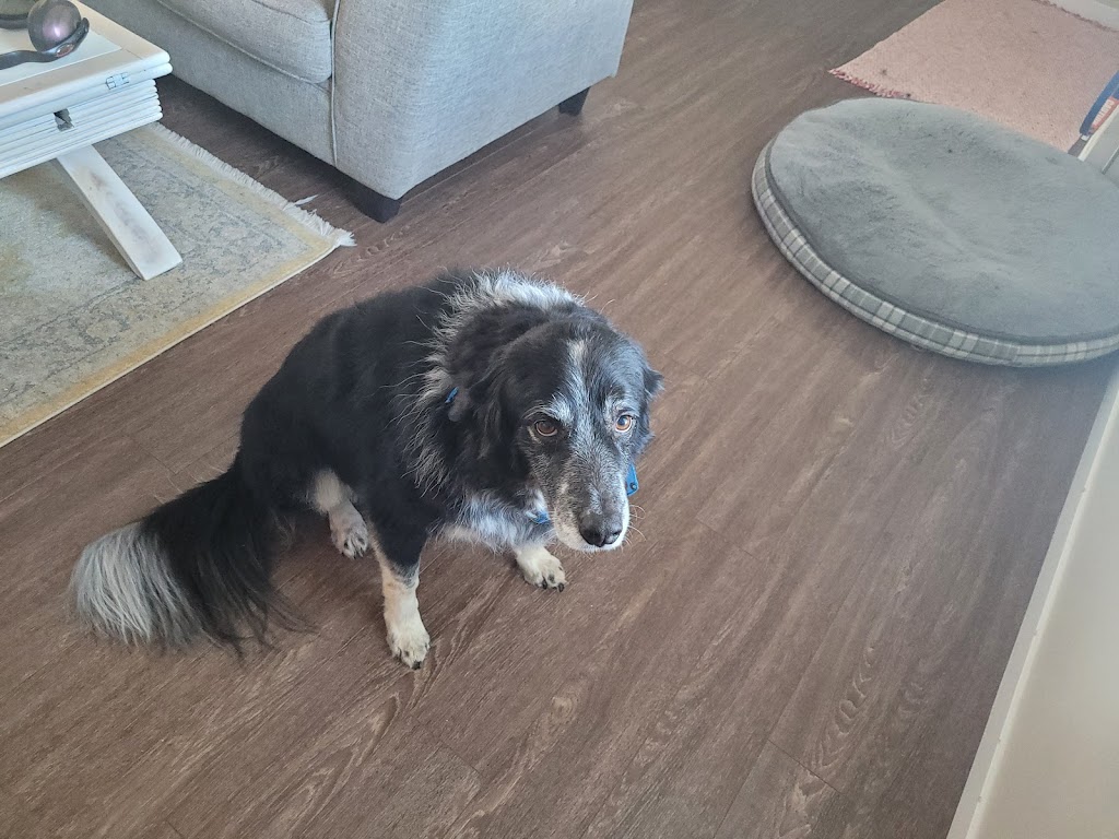 Dashing K9 | 74 Amery Cres, Crossfield, AB T0M 0S0, Canada | Phone: (587) 602-2772