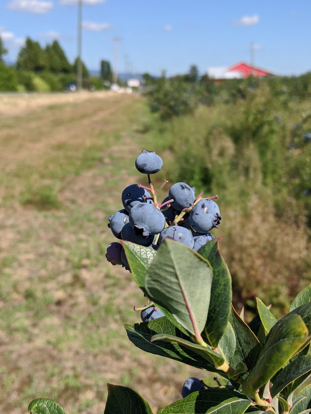 Twin berry - NRK Sahota Blueberry Farms Ltd | 19478 Old Dewdney Trunk Rd, Pitt Meadows, BC V3Y 2S1, Canada | Phone: (778) 658-0406