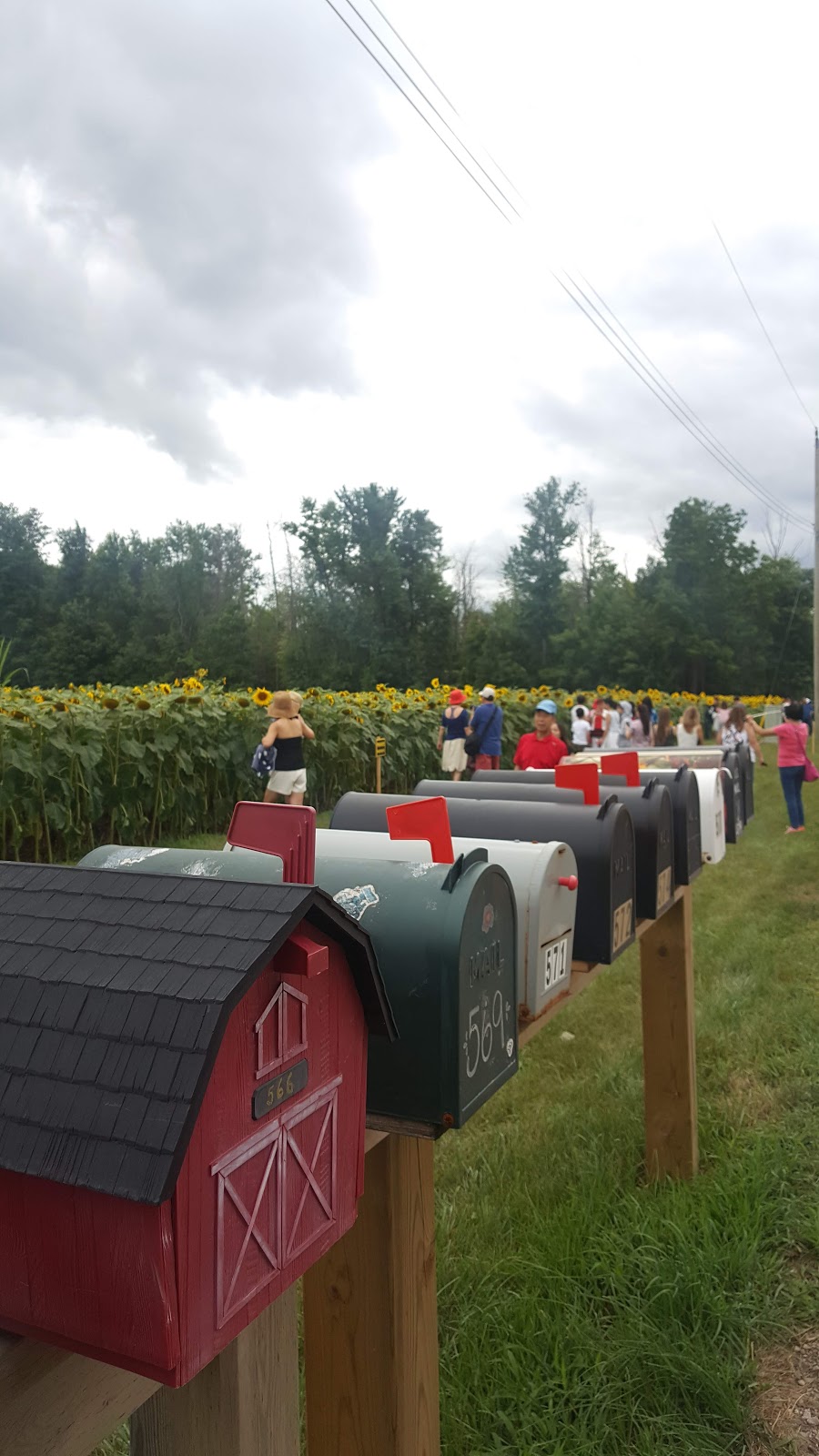 Bogle Seeds | 572 Safari Rd, Millgrove, ON L8B 1S7, Canada | Phone: (905) 689-4073