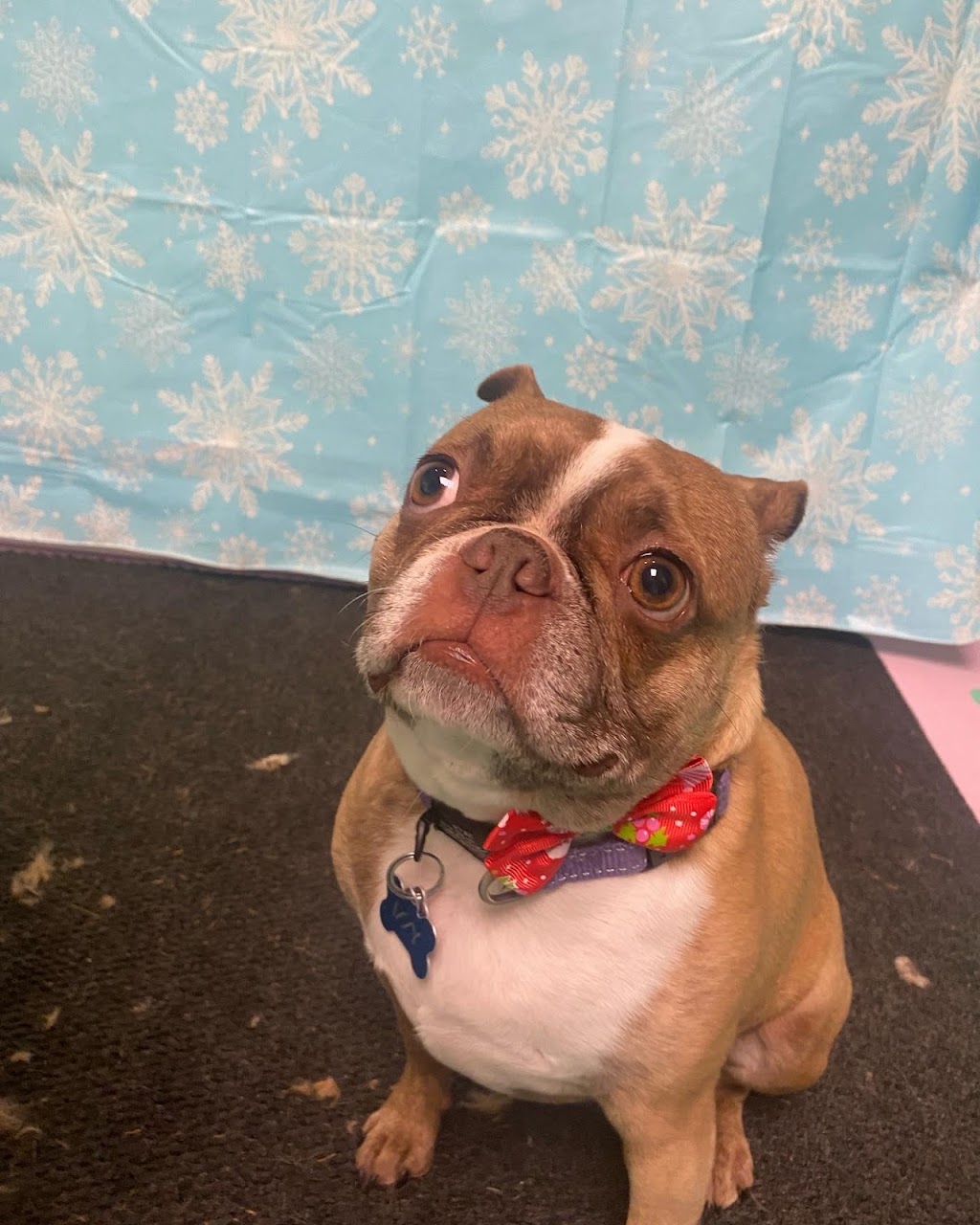 Topaws Grooming | 5302 Koksilah Rd, Duncan, BC V9L 6V3, Canada | Phone: (778) 455-2021