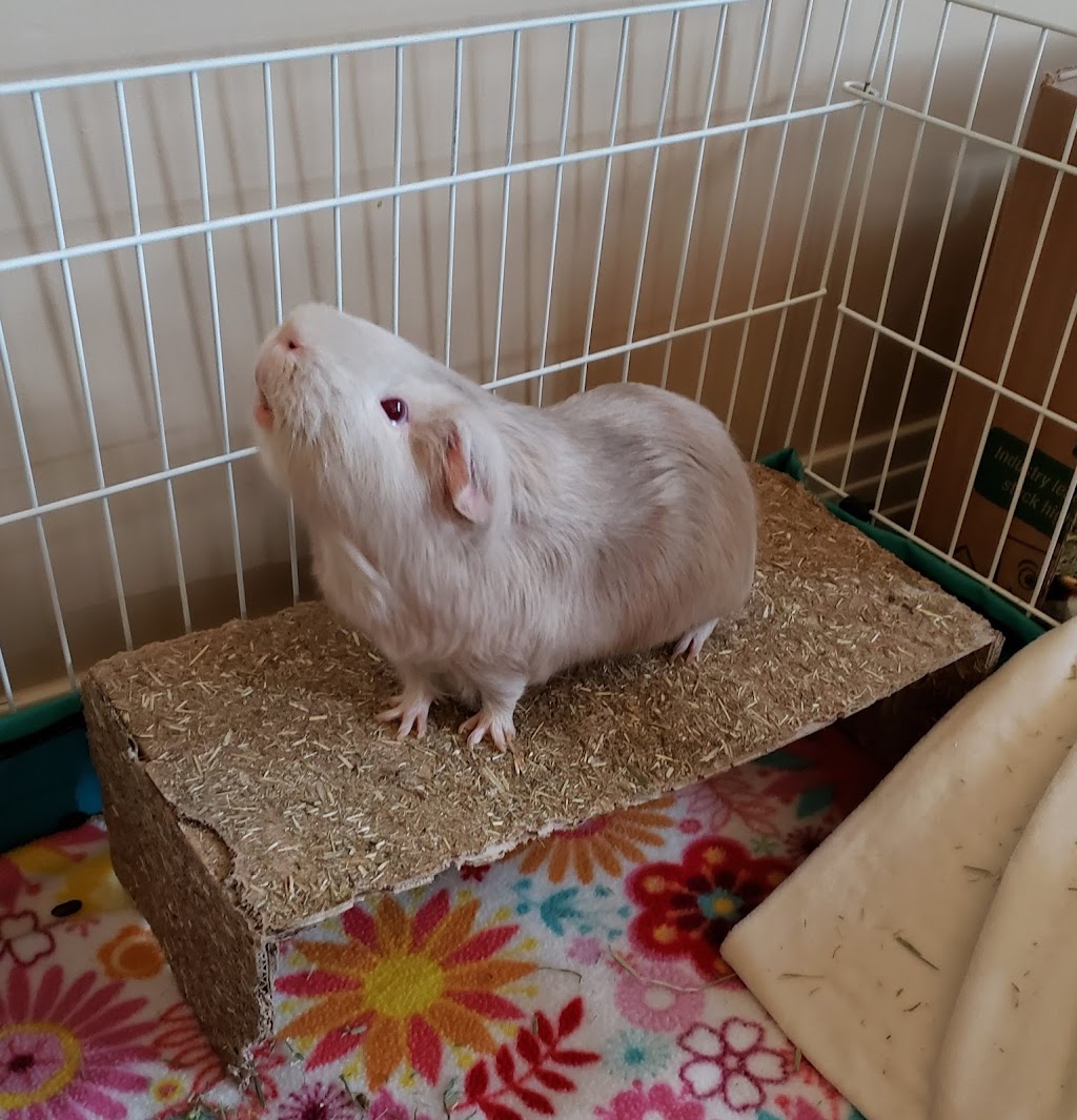 Sanctuary Veterinary Hospital | #236, 241 Sage Valley Common, Northwest, Calgary, AB T3R 1T8, Canada | Phone: (403) 295-0305
