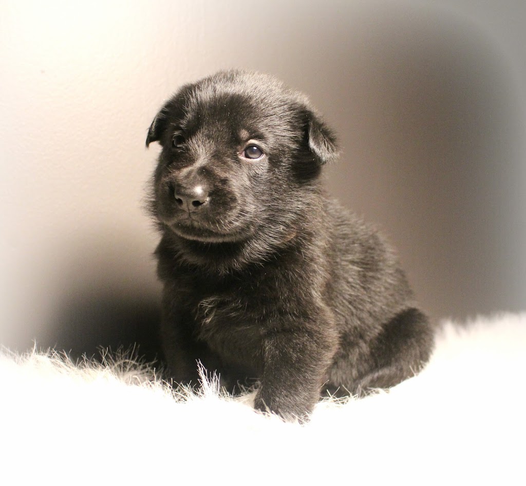 Von Rothhaus German Shepherds | 45421 Spencetown Rd, Fordwich, ON N0G 1V0, Canada | Phone: (519) 291-8222
