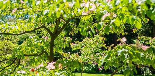 Capilano View Cemetery | West Vancouver | 1490 3rd St, West Vancouver, BC V7S 2Y2, Canada | Phone: (604) 925-7007