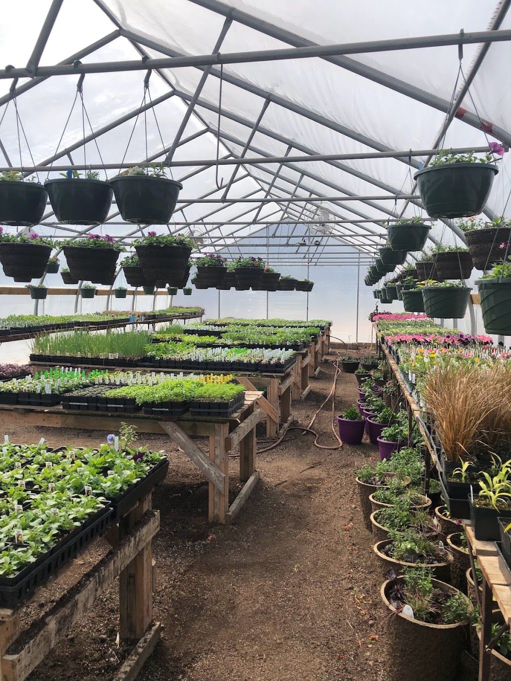 MacVicar Family Growers | 1889 Nicolls Rd, Merritt, BC V1K 1N7, Canada | Phone: (250) 936-8186